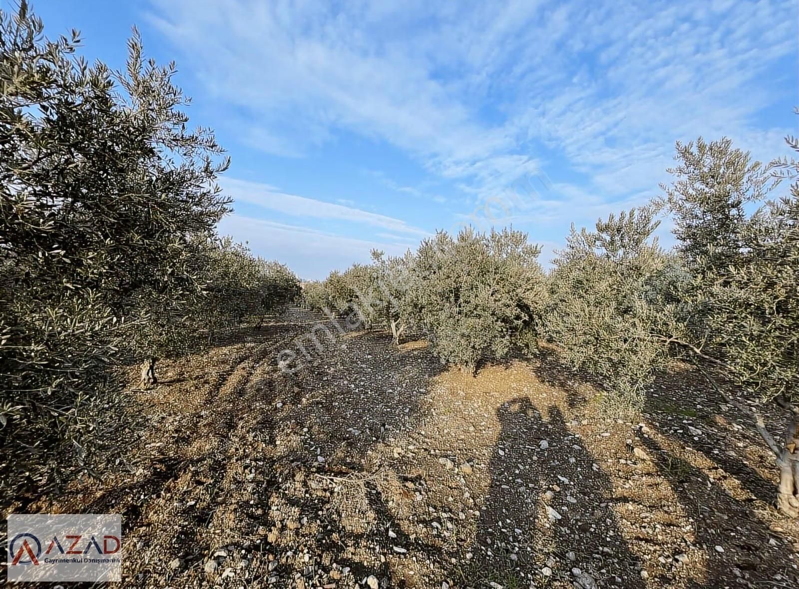 Azad - Fakıuşağı Mah. Üniversite Civarı 470 M2 Zeytin Bahçesi - Görsel 4