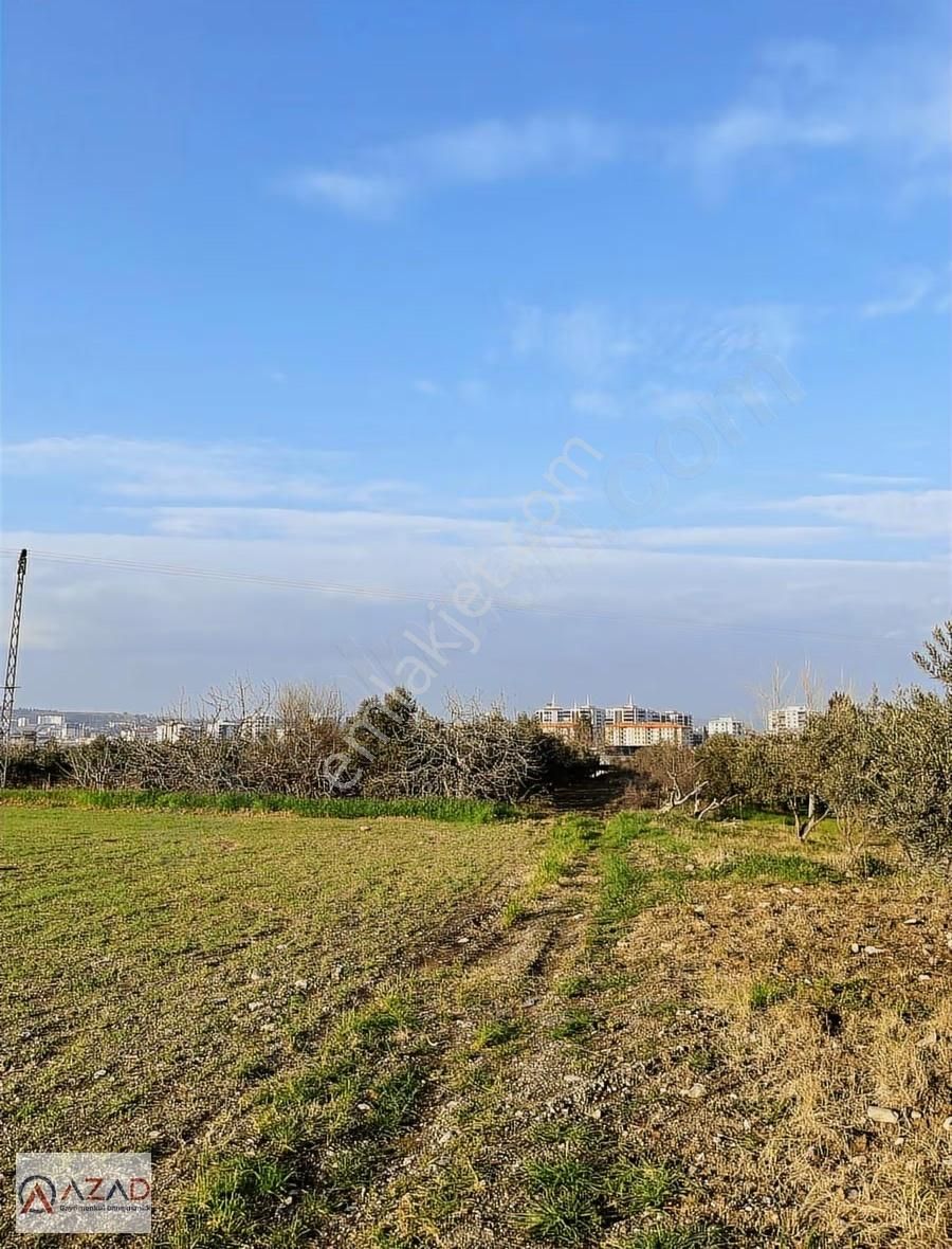 Azad - Fakıuşağı Mah. Üniversite Civarı 470 M2 Zeytin Bahçesi - Görsel 3