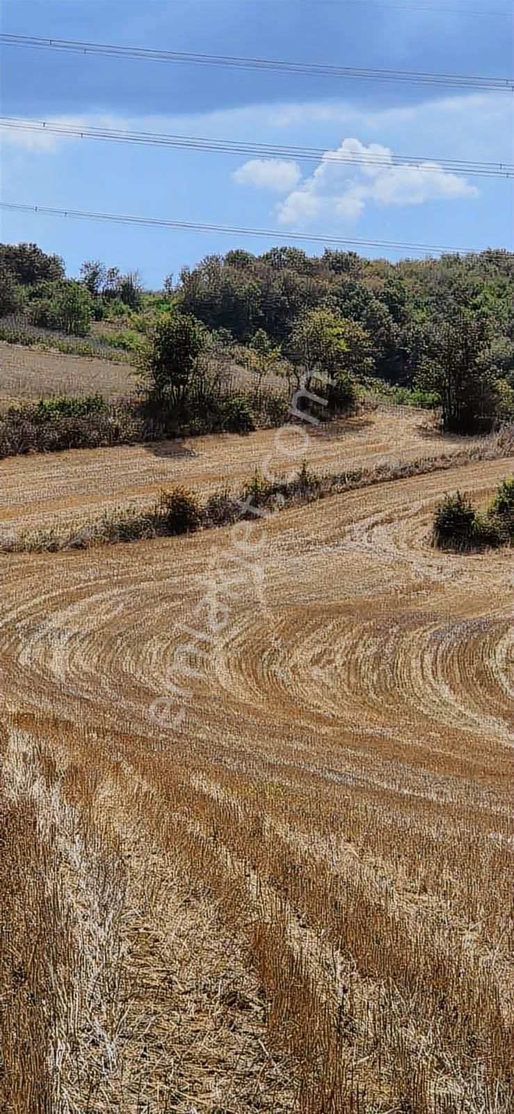 Kandıra Selimköy 6.219 M2 Resmi Yollu Takaslı Satılık Arazi