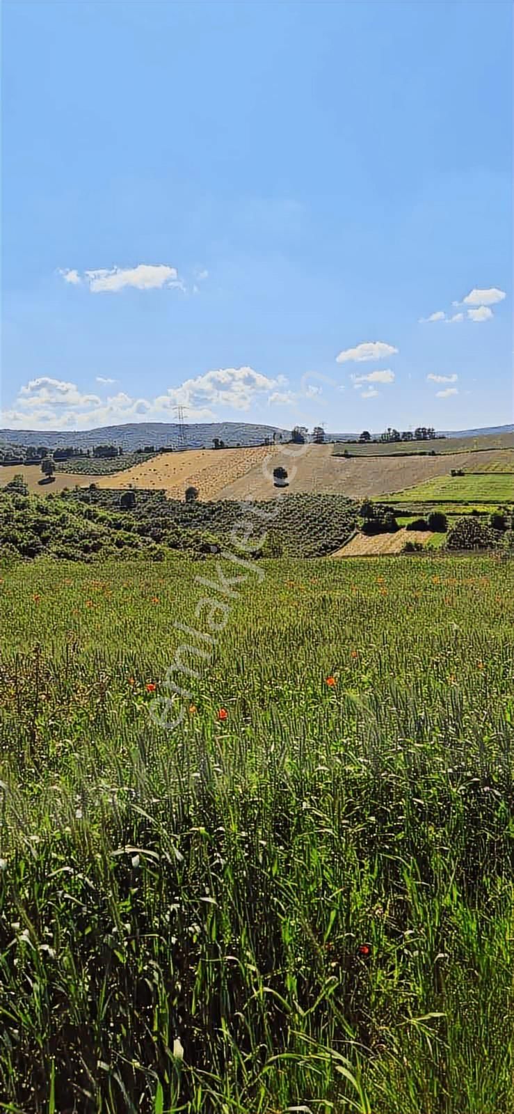 Kandıra Selimköy 6.219 M2 Resmi Yollu Takaslı Satılık Arazi - Görsel 7