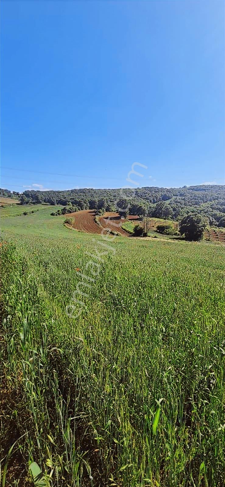 Kandıra Selimköy 6.219 M2 Resmi Yollu Takaslı Satılık Arazi - Görsel 4