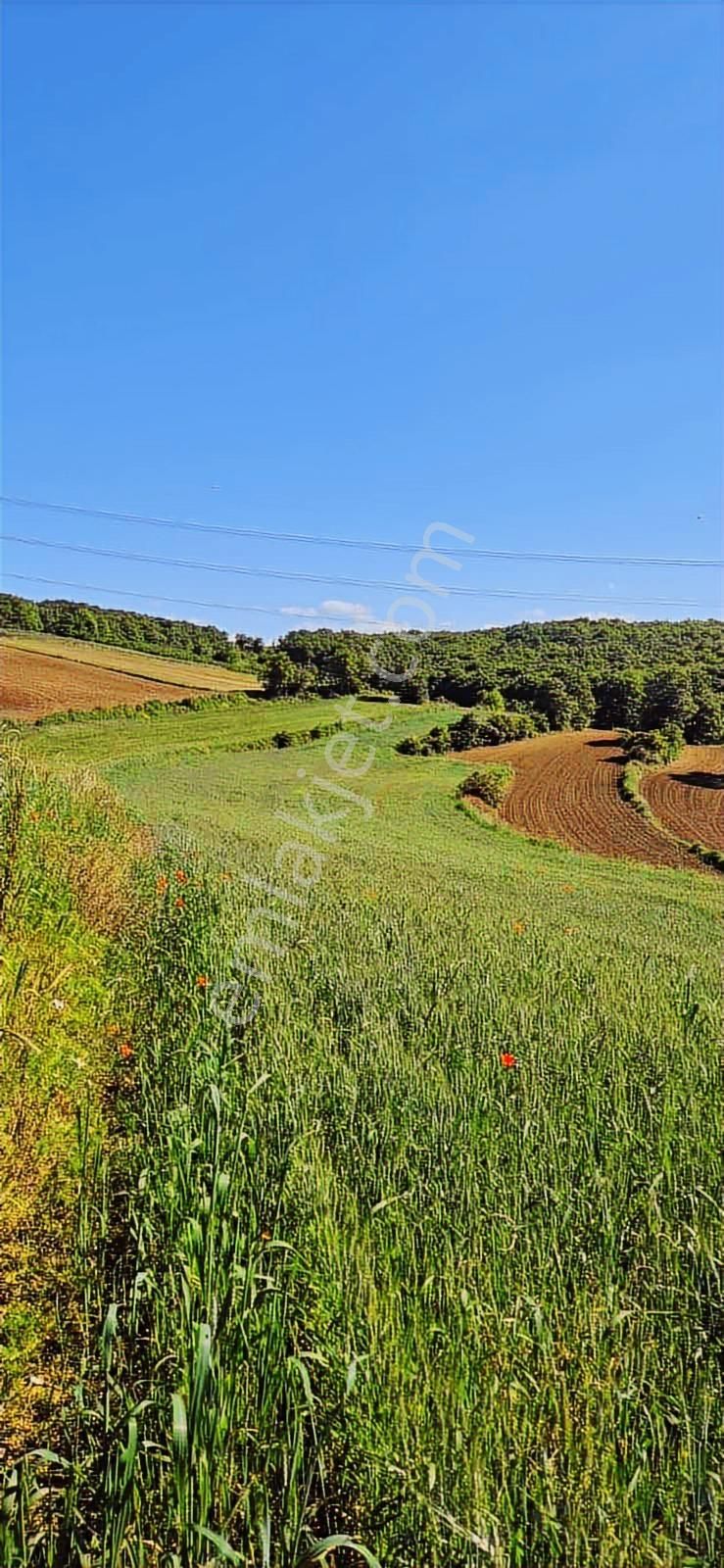 Kandıra Selimköy 6.219 M2 Resmi Yollu Takaslı Satılık Arazi - Görsel 5