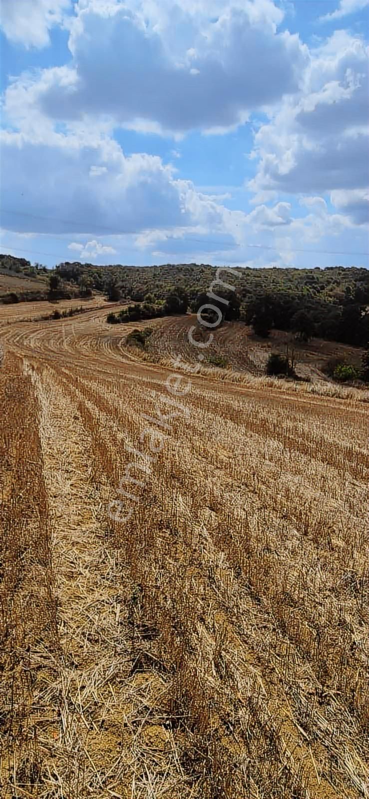 Kandıra Selimköy 6.219 M2 Resmi Yollu Takaslı Satılık Arazi - Görsel 26