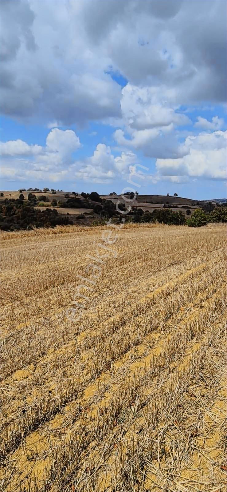 Kandıra Selimköy 6.219 M2 Resmi Yollu Takaslı Satılık Arazi - Görsel 24