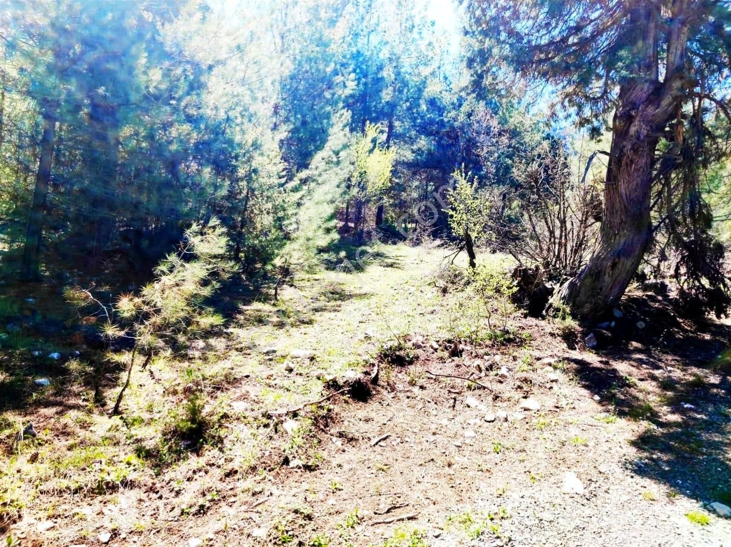 Kar Emlaktan Eskikonacık Çayır Yaylasında 1 Dönüm Satılık Arsa - Görsel 15