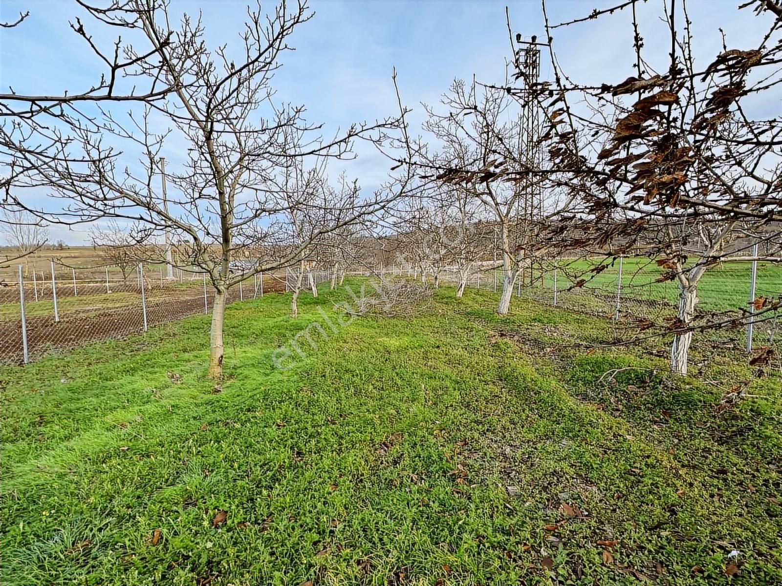 Dialog Altun'dan Yenişehir/akbıyık 316 M2 Hobi Bahçesi - Görsel 5