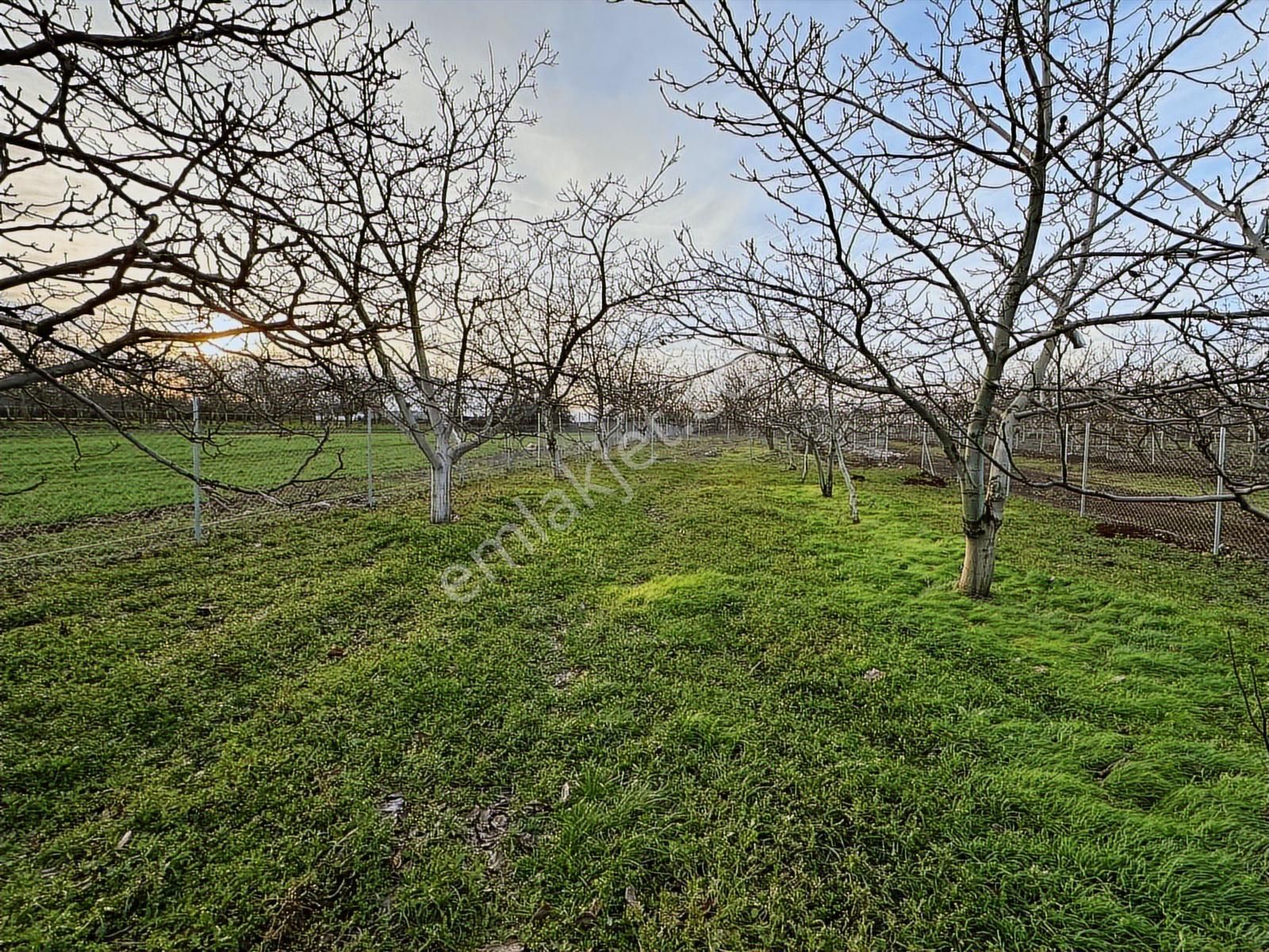 Dialog Altun'dan Yenişehir/akbıyık 316 M2 Hobi Bahçesi