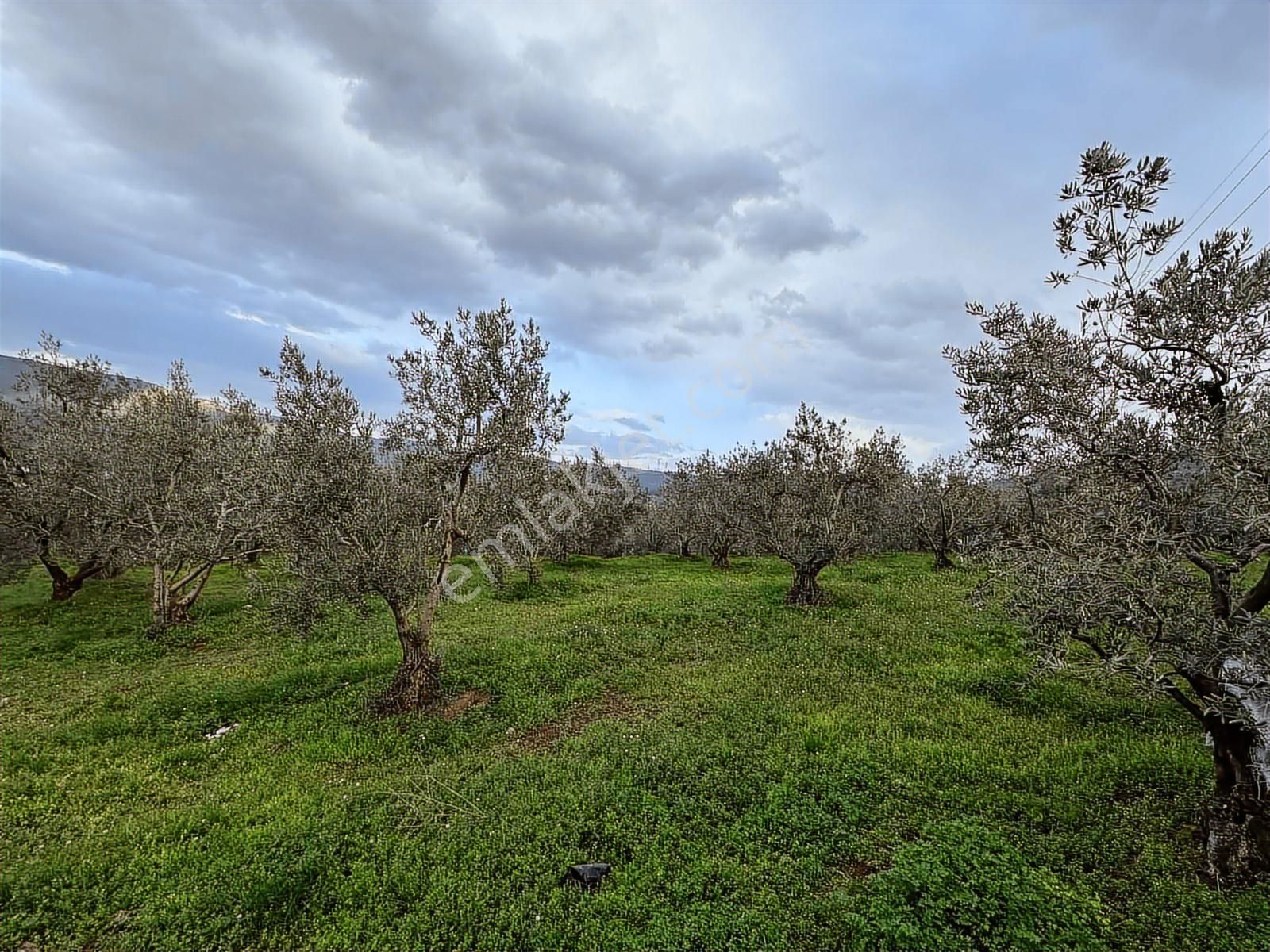 Dialog Altun'dan Kestel/dudaklı 3.000 M2 Asfalta Cephe Tarla - Görsel 16