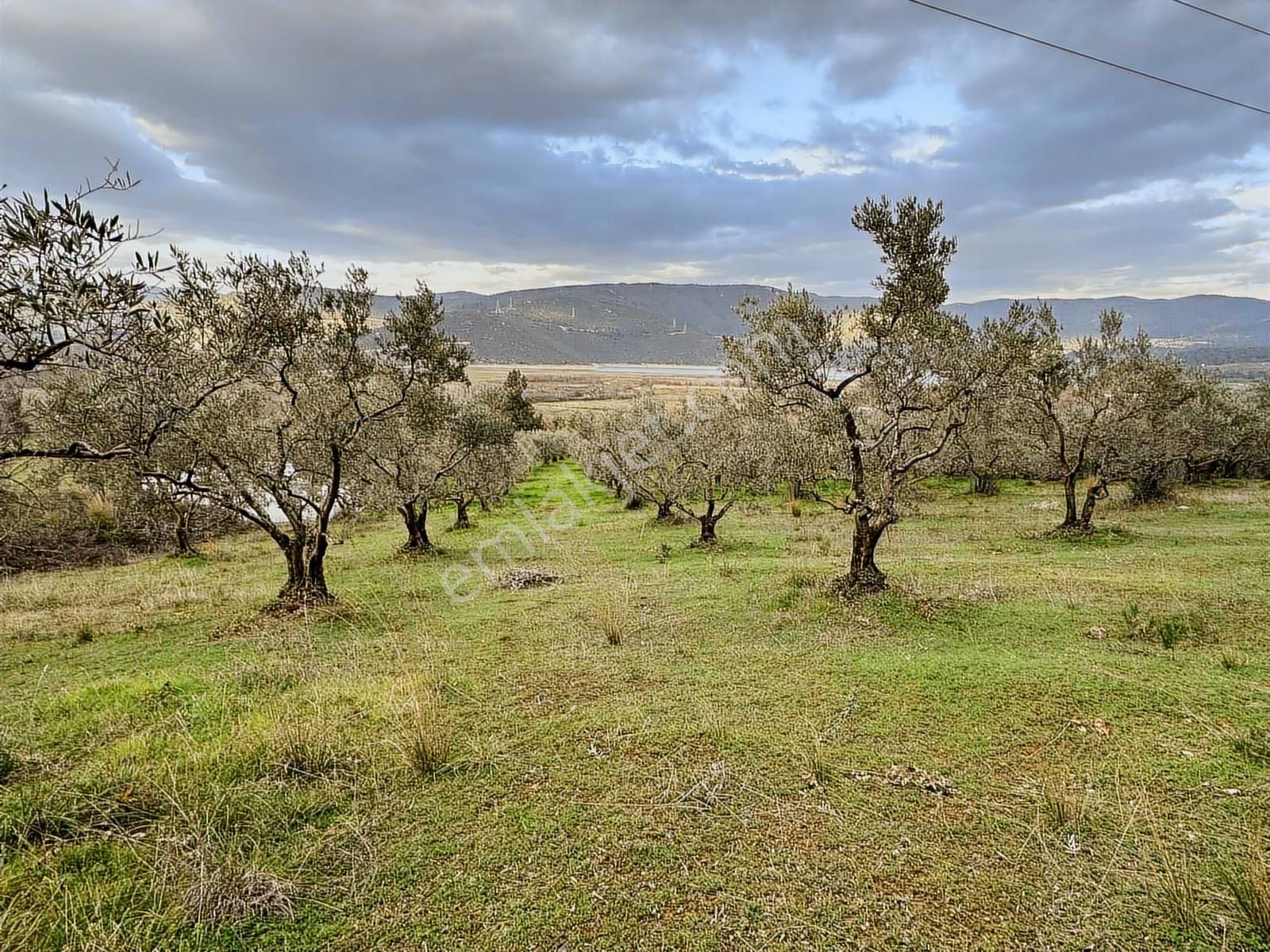 Dialog Altun'dan Kestel/dudaklı 3.000 M2 Asfalta Cephe Tarla - Görsel 5