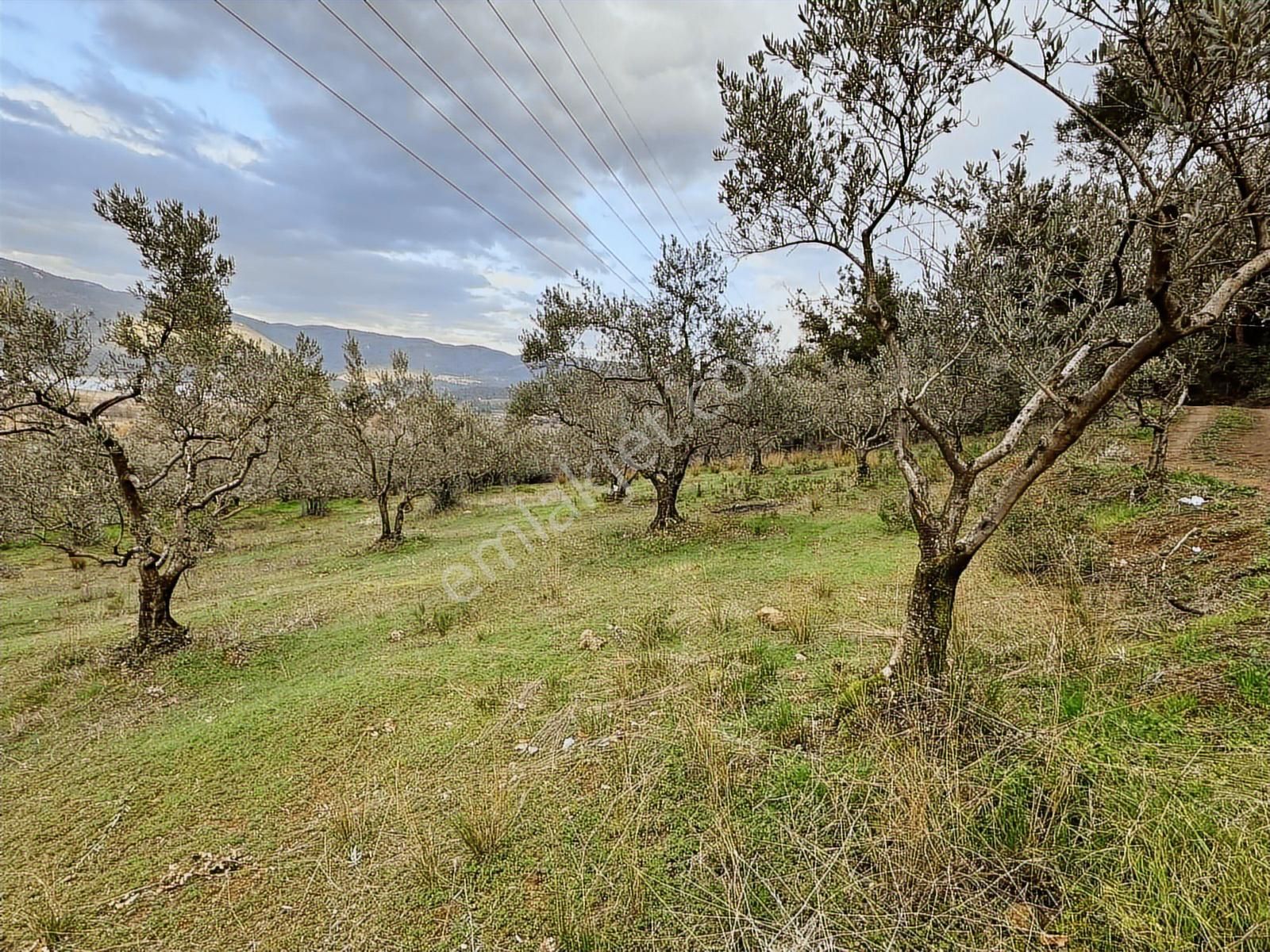 Dialog Altun'dan Kestel/dudaklı 3.000 M2 Asfalta Cephe Tarla - Görsel 22