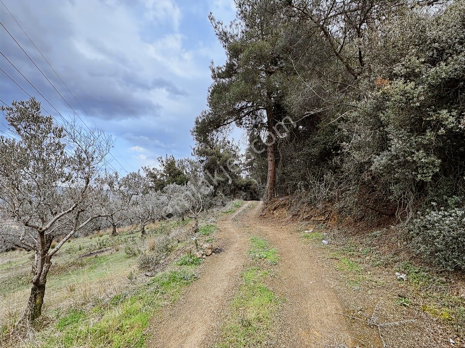 Dialog Altun'dan Kestel/dudaklı 3.000 M2 Asfalta Cephe Tarla - Görsel 18