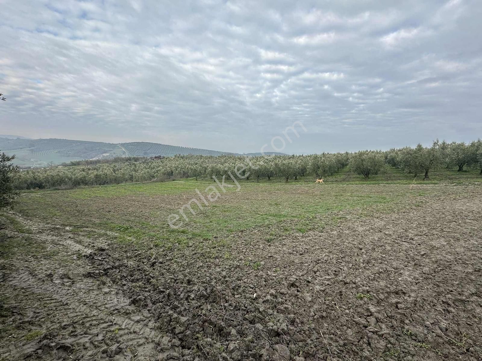 Dialog Altun'dan Konaklı'da İmara Sınır Tarla - Görsel 5