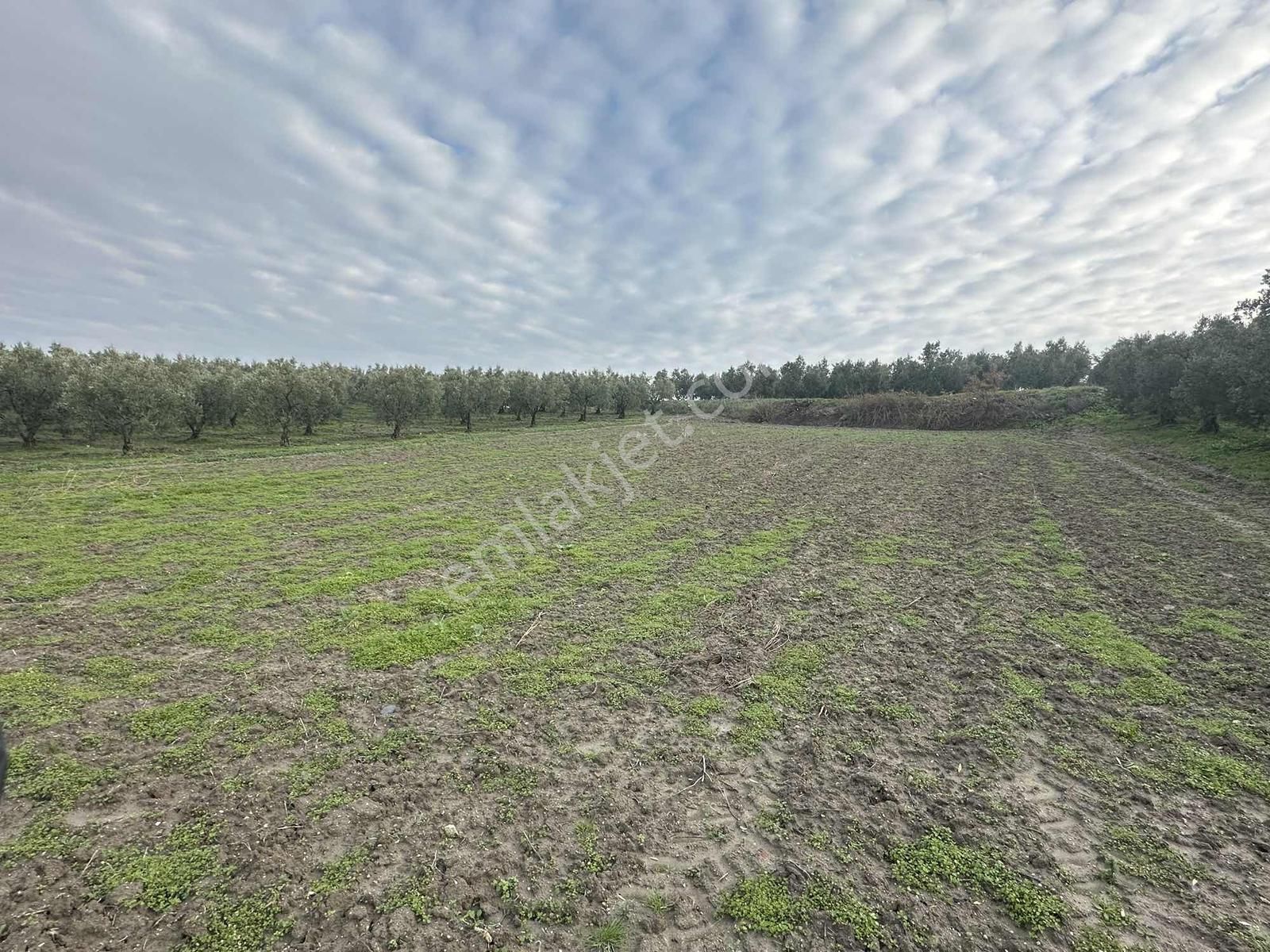 Dialog Altun'dan Konaklı'da İmara Sınır Tarla