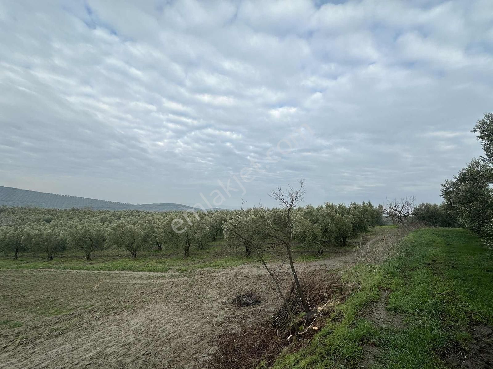 Dialog Altun'dan Konaklı'da İmara Sınır Tarla - Görsel 9