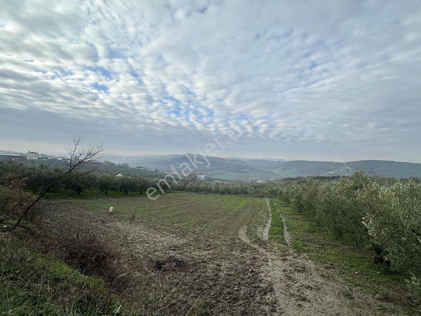 Dialog Altun'dan Konaklı'da İmara Sınır Tarla - Görsel 6