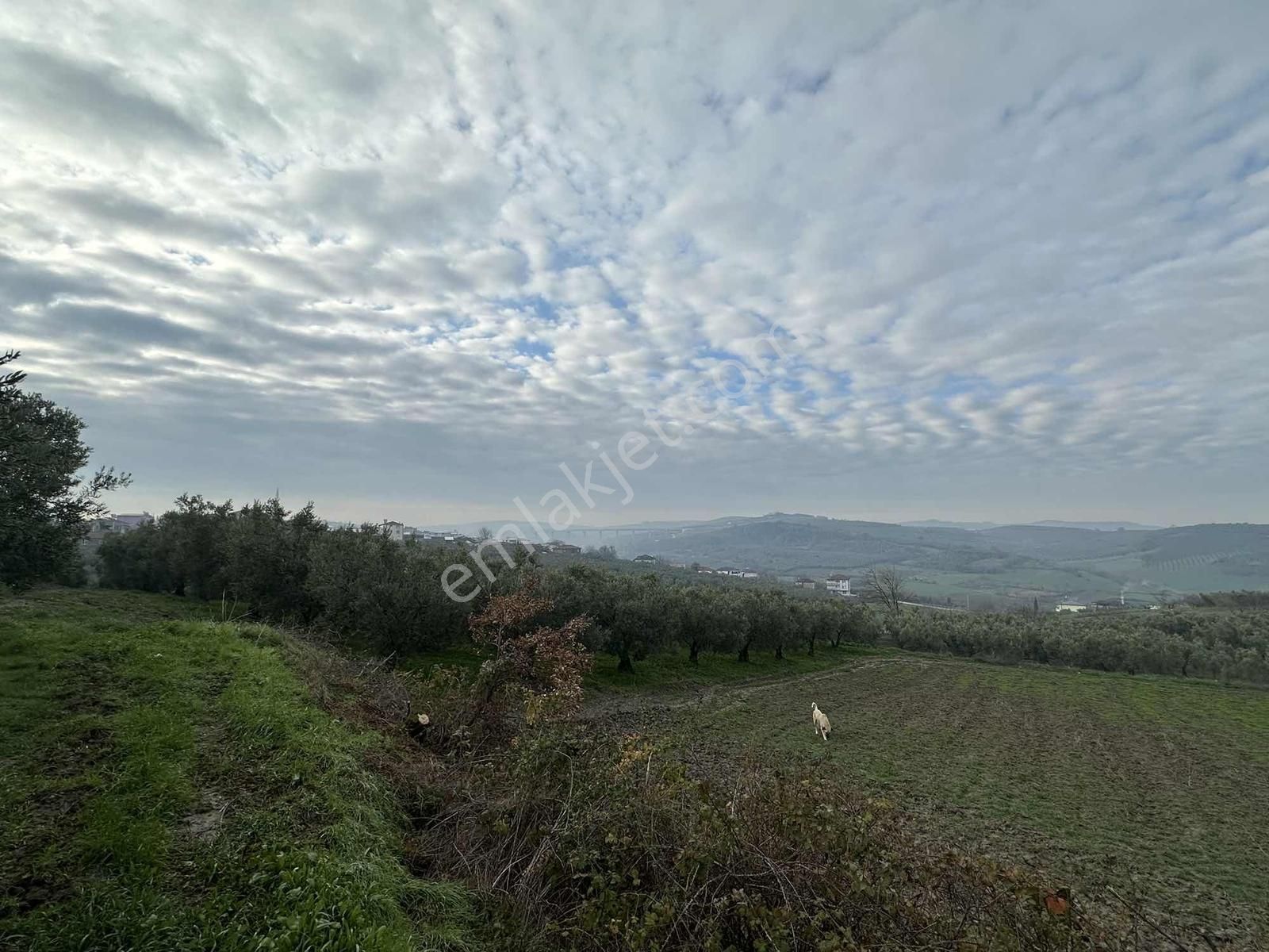 Dialog Altun'dan Konaklı'da İmara Sınır Tarla - Görsel 2