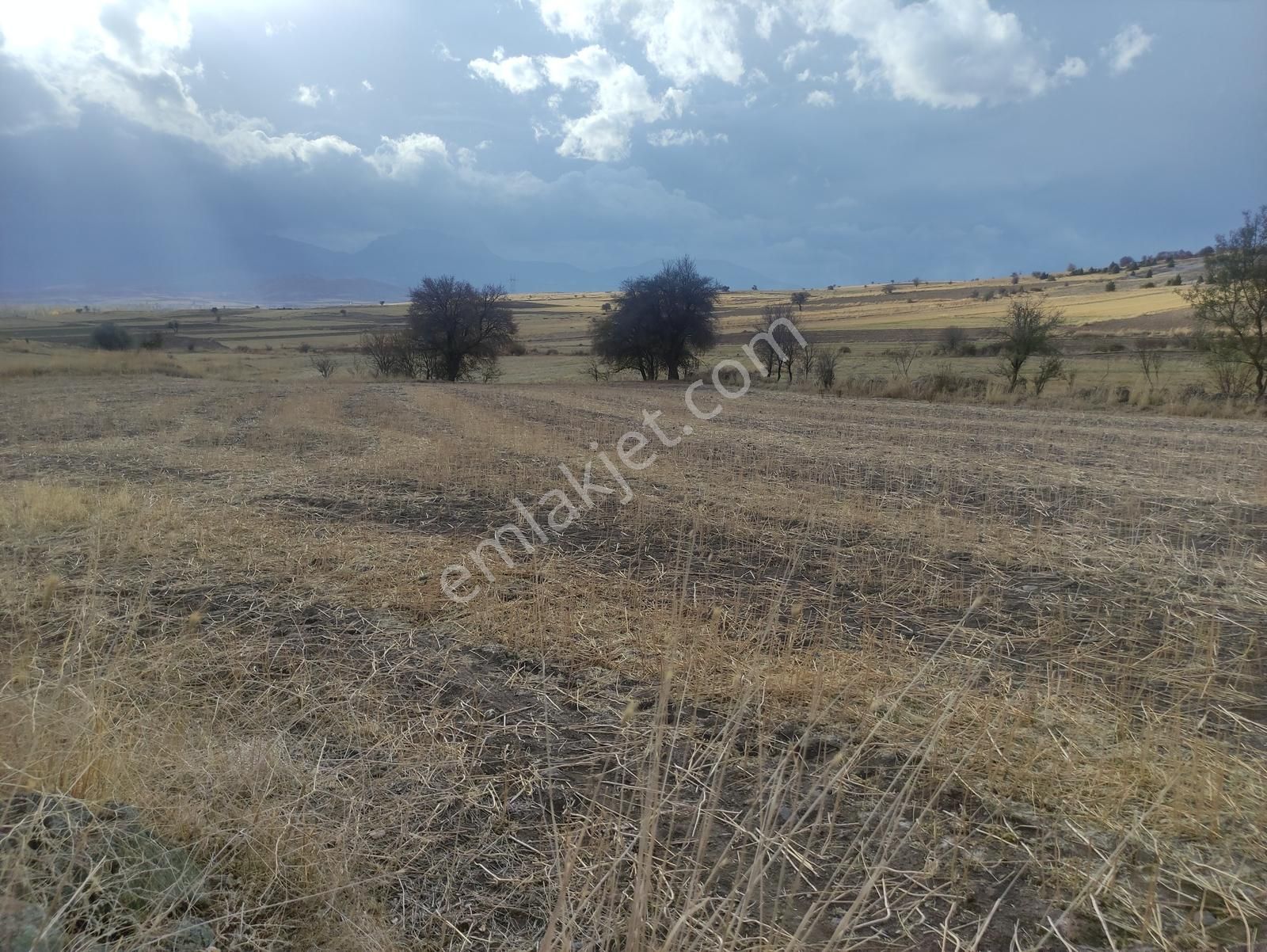 Özpınar,dan Hayvancılık İçin Uyğun Yolu Var 3533 M2 Tarla - Görsel 8