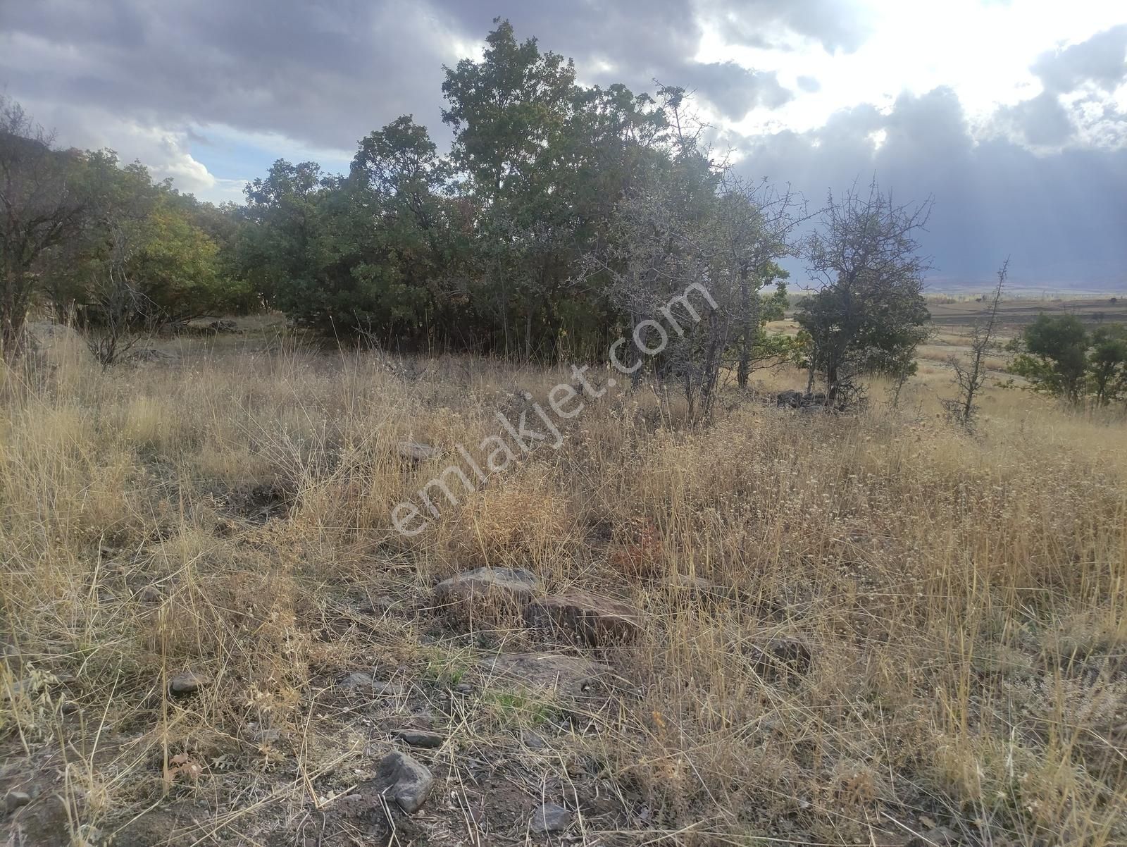 Özpınar,dan Hayvancılık İçin Uyğun Yolu Var 3533 M2 Tarla - Görsel 10