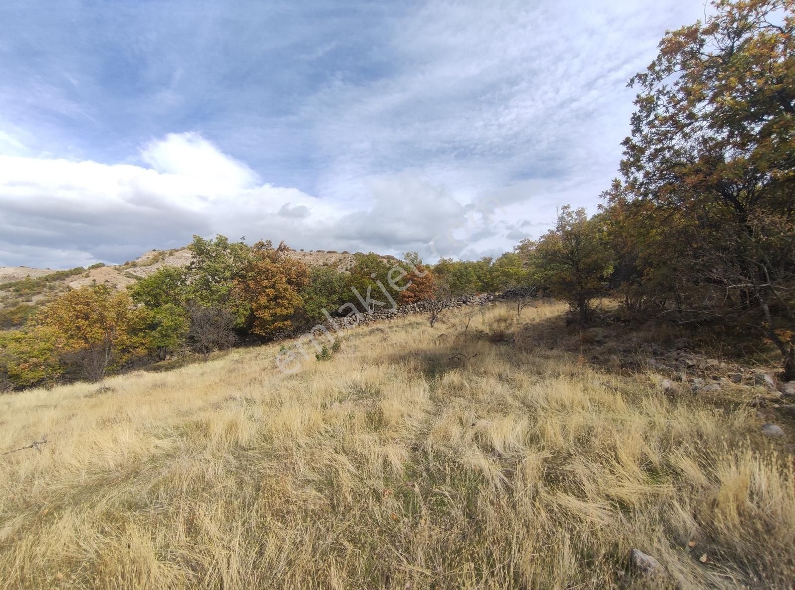 Özpınar,dan Hayvancılık İçin Uyğun Yolu Var 3533 M2 Tarla - Görsel 12