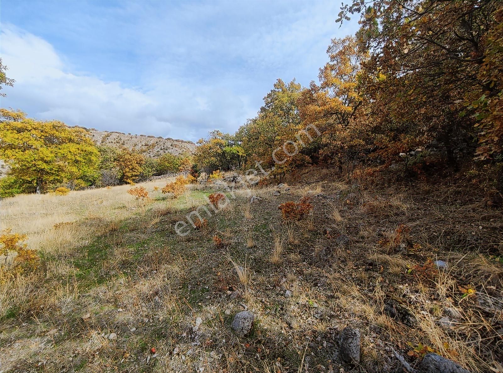 Özpınar,dan Hayvancılık İçin Uyğun Yolu Var 3533 M2 Tarla - Görsel 6