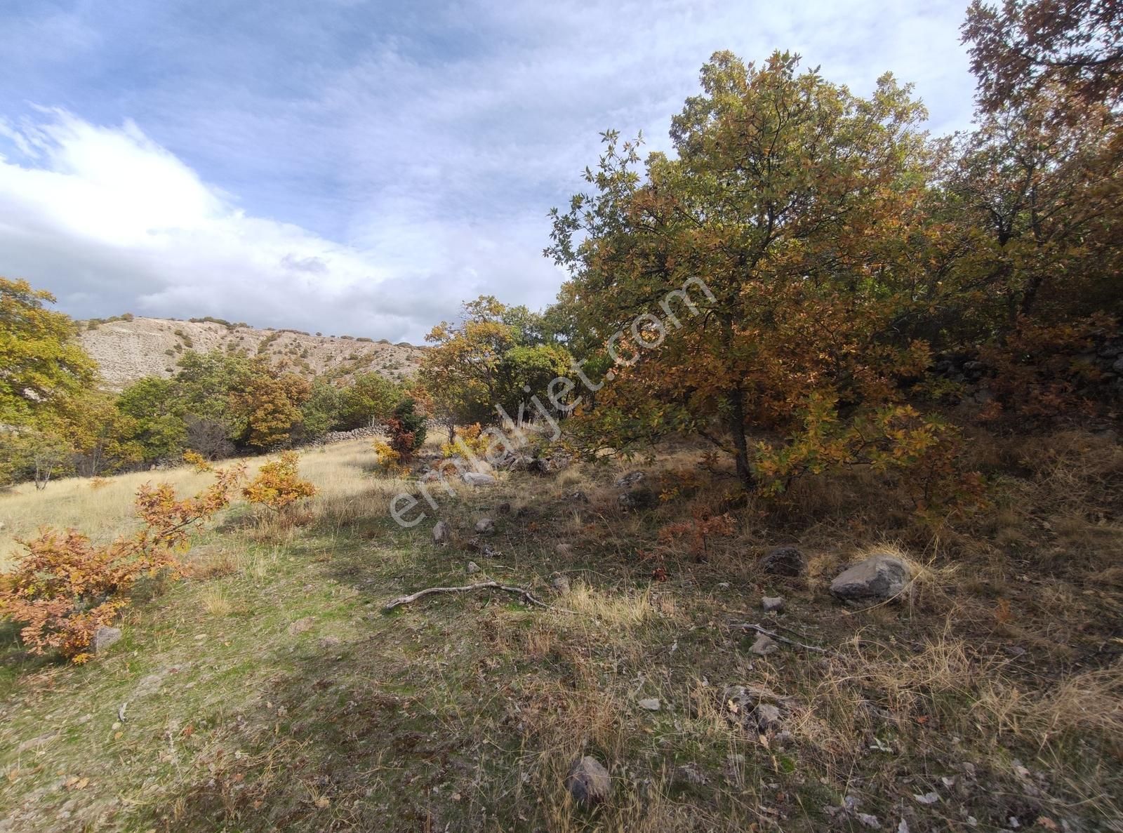 Özpınar,dan Hayvancılık İçin Uyğun Yolu Var 3533 M2 Tarla - Görsel 11