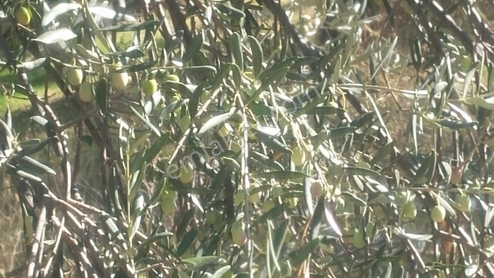 Havran'a Yakın Mesafe 860mk11agaç Zeytinlik/hobi Bahçesi Satılık