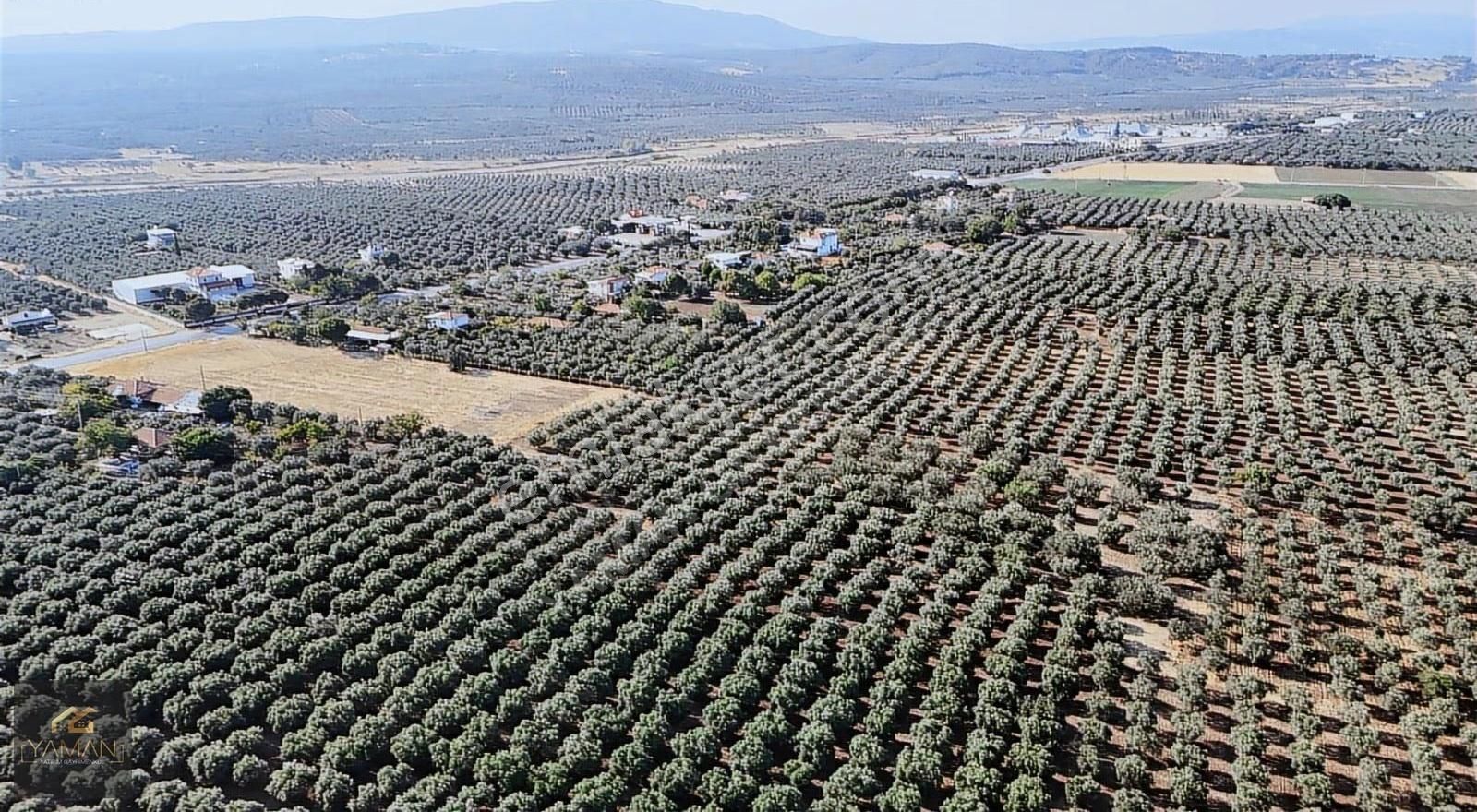 Akhisar Karasonya Mevkii,sındırgı Yolu Üzeri Satılık Tarla - Görsel 16