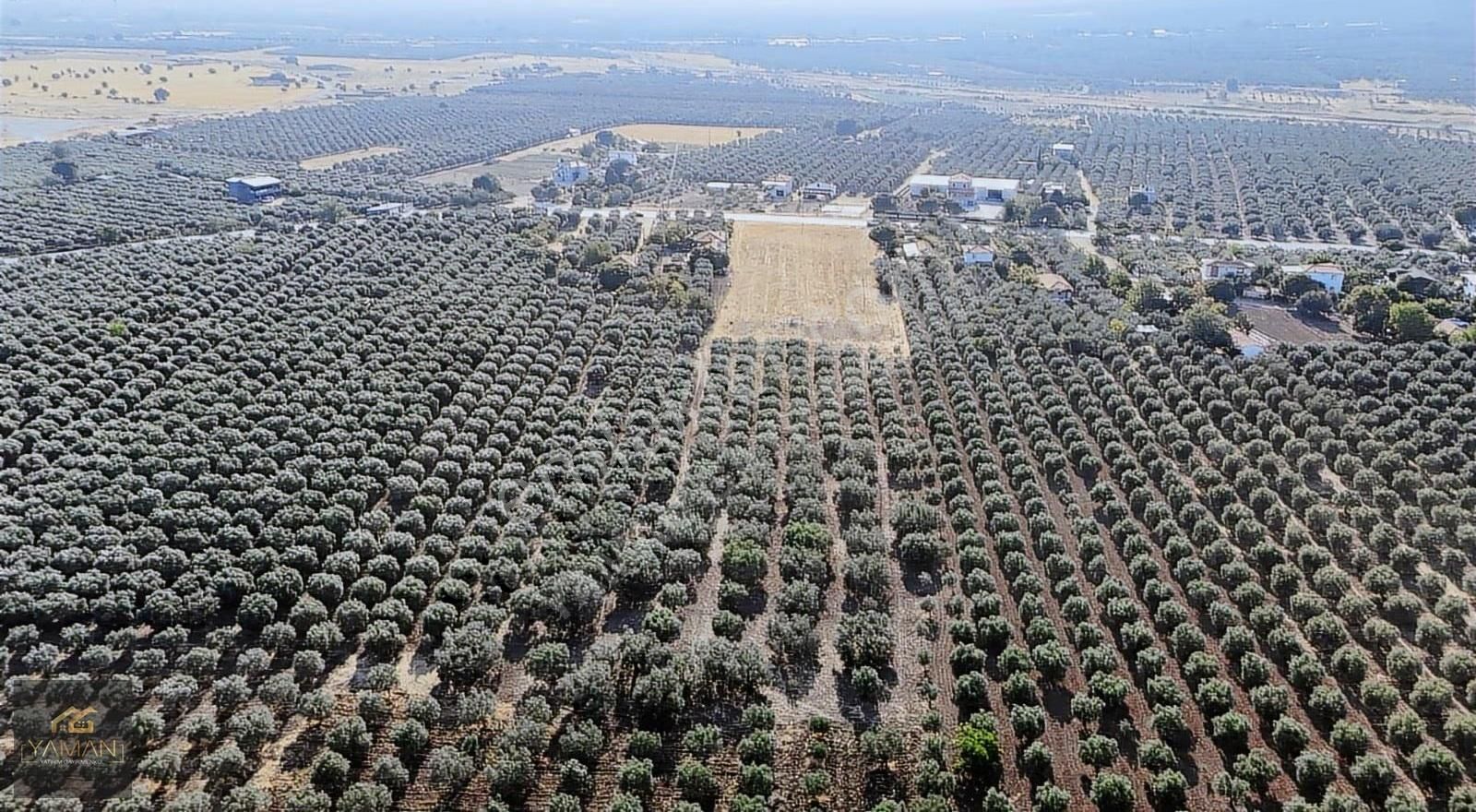 Akhisar Karasonya Mevkii,sındırgı Yolu Üzeri Satılık Tarla - Görsel 17