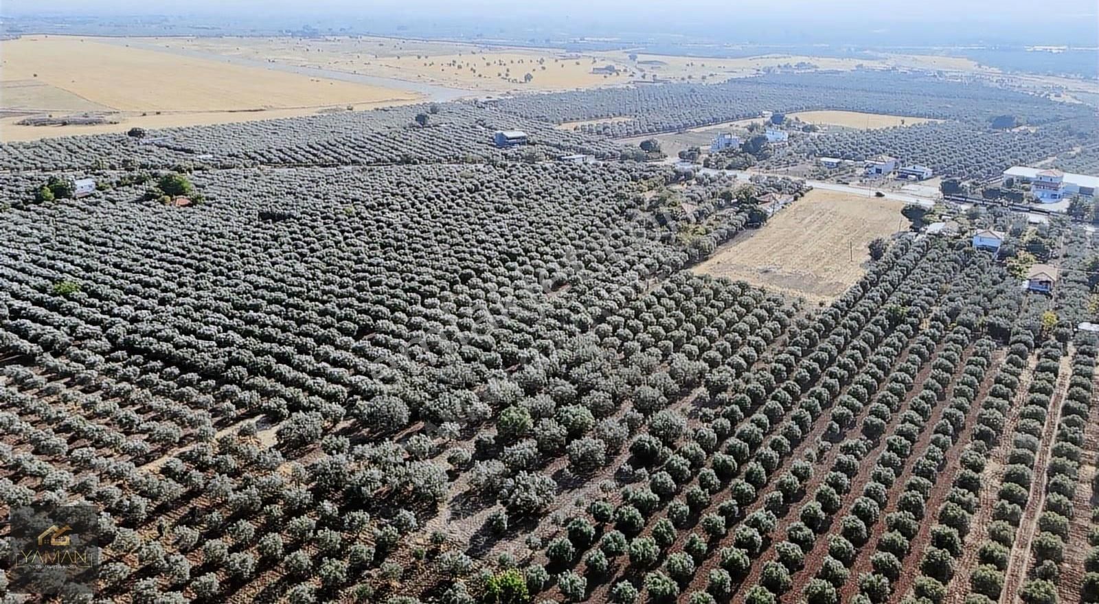 Akhisar Karasonya Mevkii,sındırgı Yolu Üzeri Satılık Tarla - Görsel 14