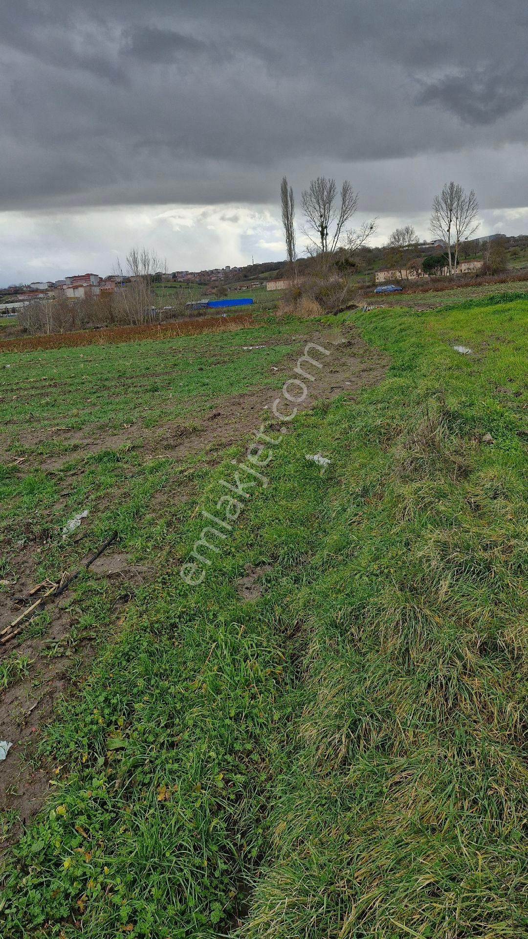 Sulak Alanda 8 Dönüm - Görsel 4