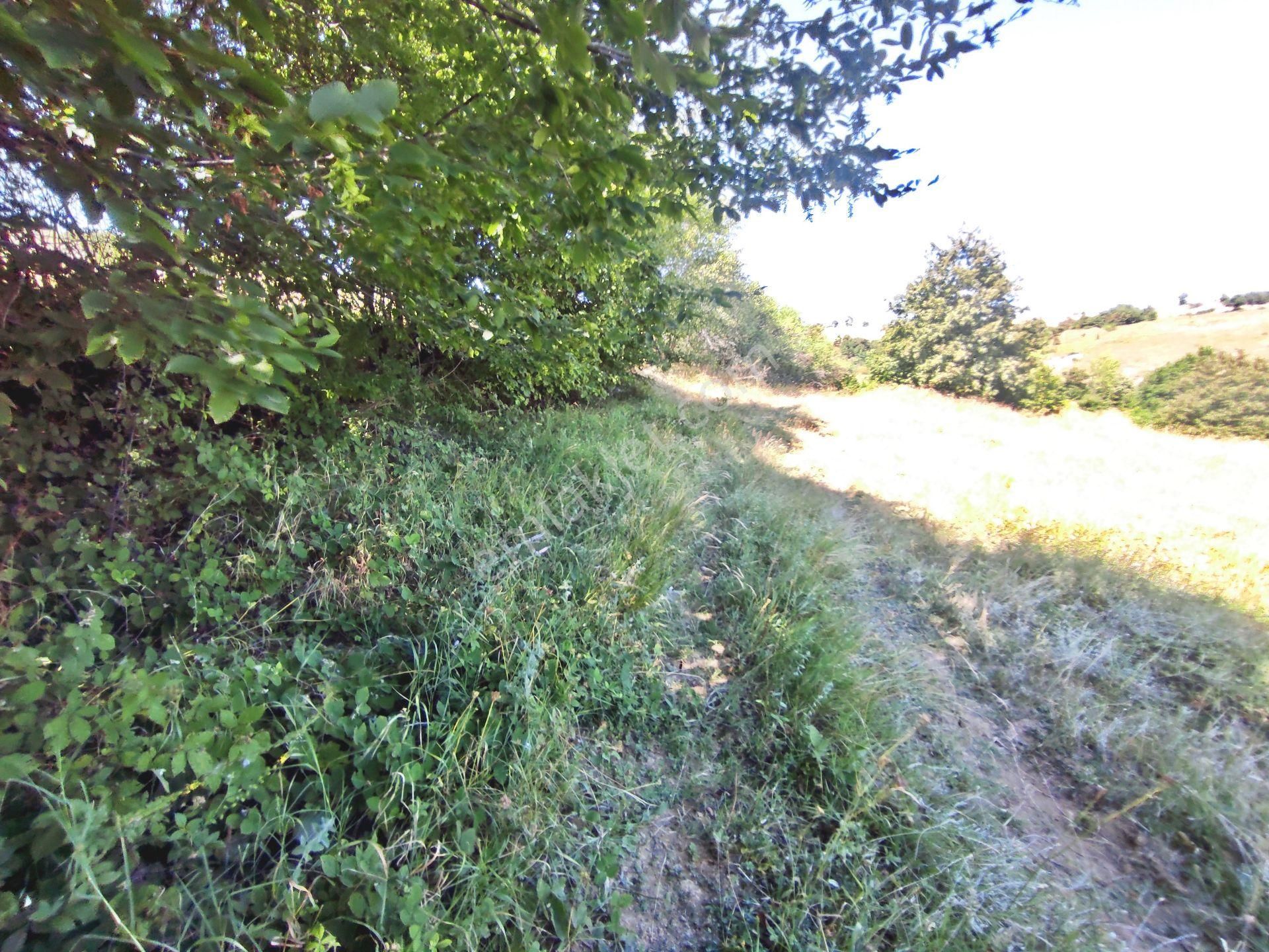 Yenişehir Kirazlı Yayala Da Doğa Manzaralı - 2590 -m2- Tarla - Görsel 4