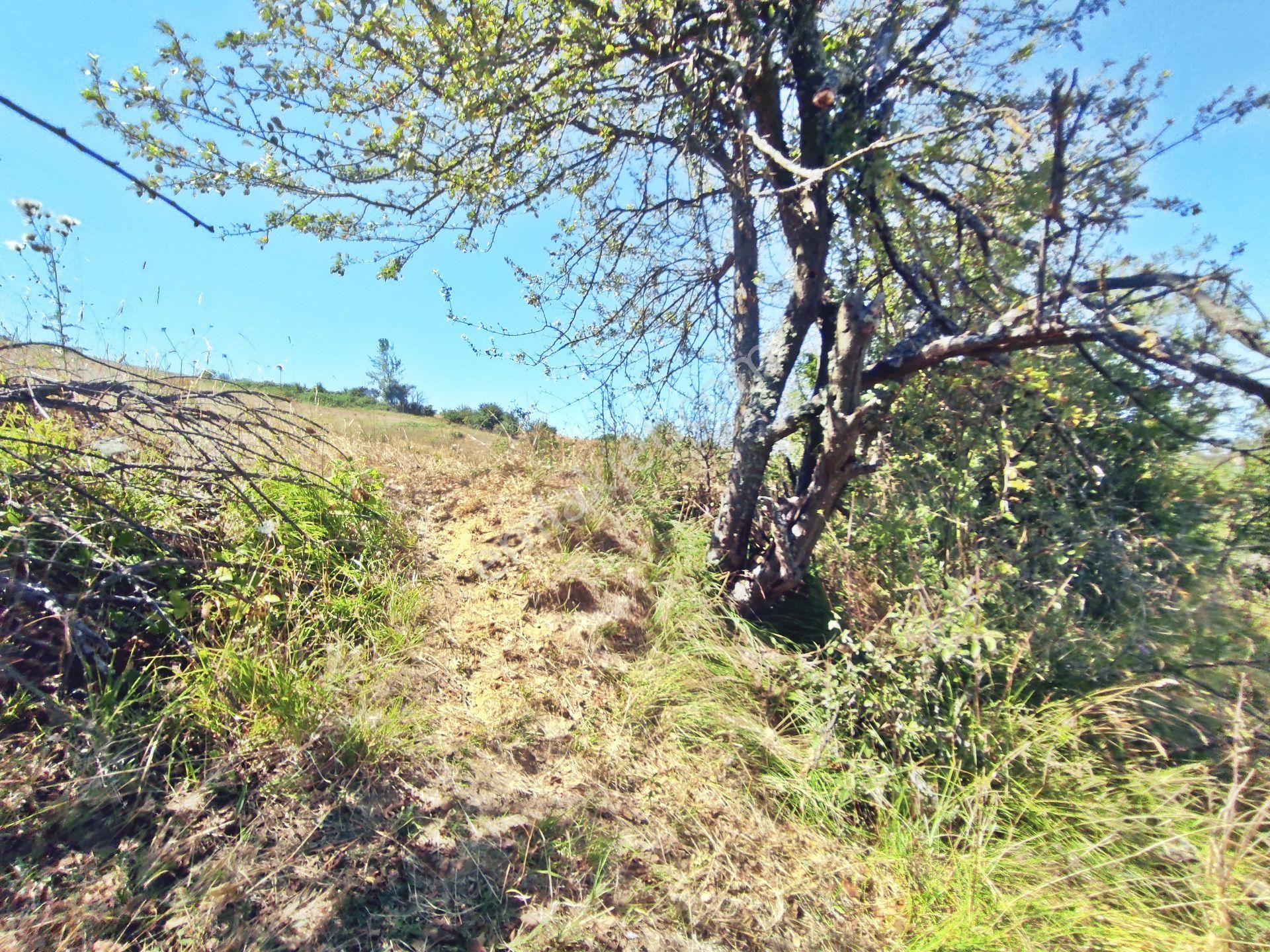 Yenişehir Kirazlı Yayala Da Doğa Manzaralı - 2590 -m2- Tarla - Görsel 14