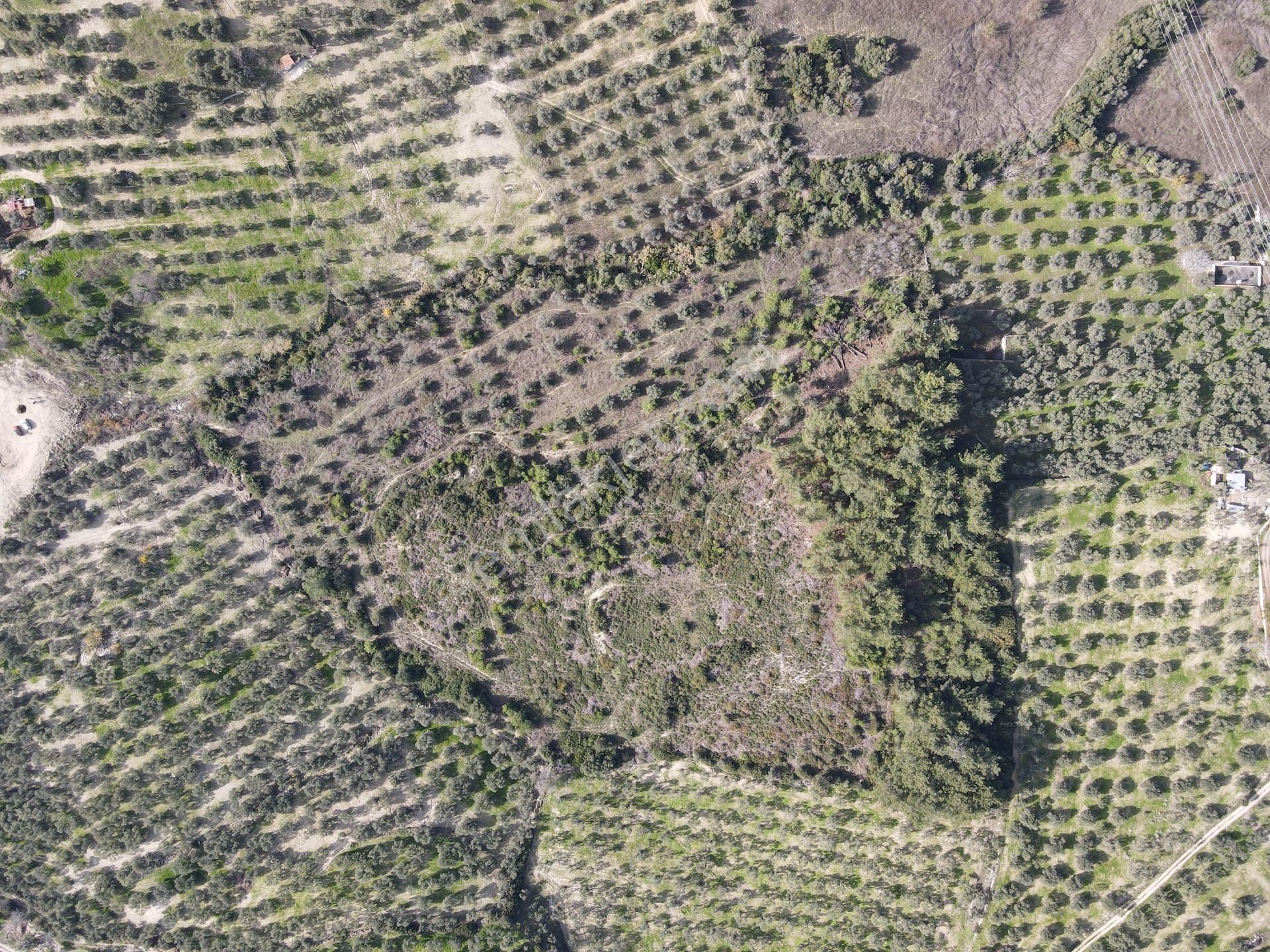 Kuşadası'nın Değerlı Bölgesınde 27.924 M2 Arazı! - Görsel 5