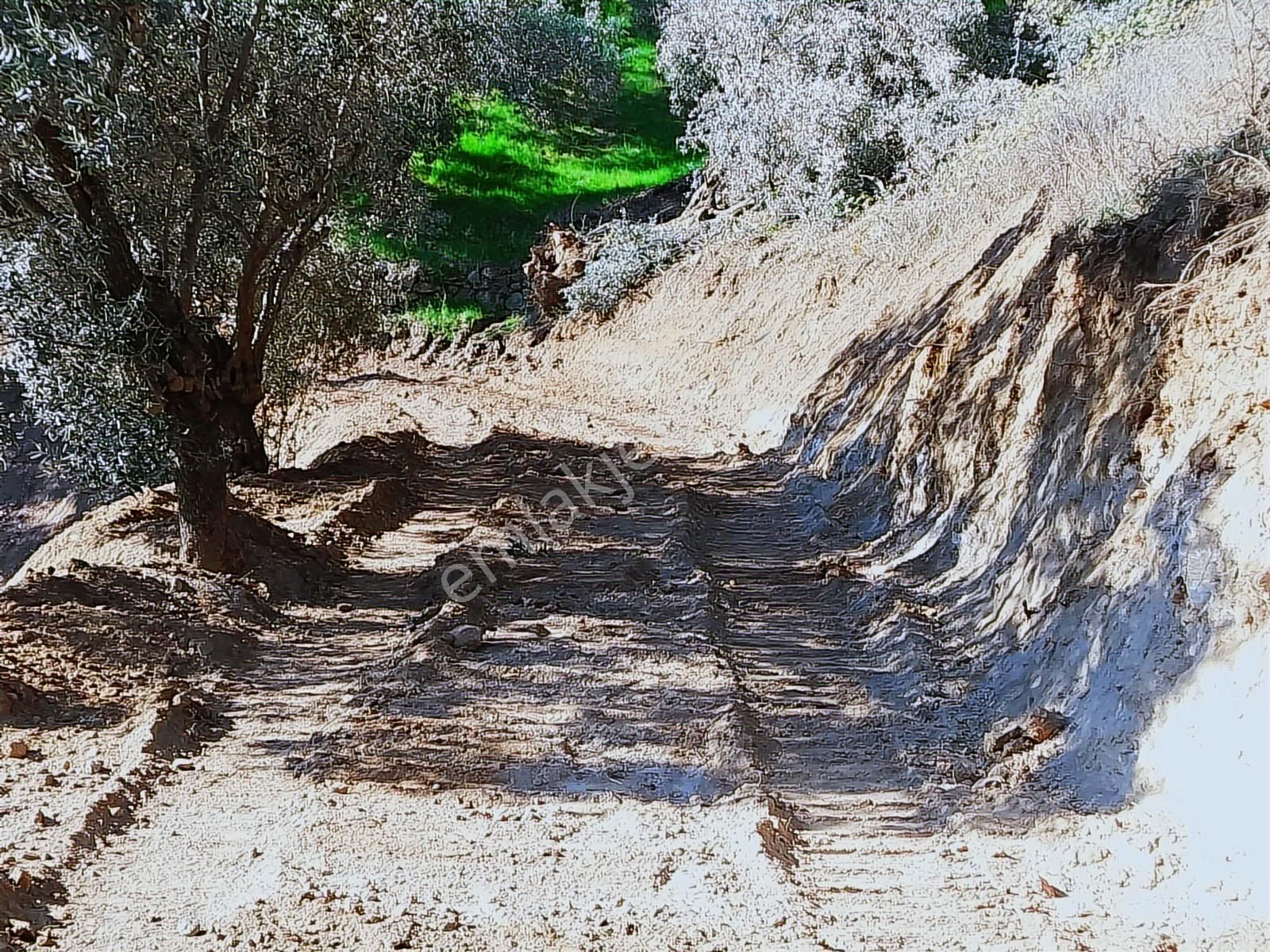 Aydın Köşk Başçayır Mahallesinde Satılık 10.498 M2 Zeytinlik - Görsel 33