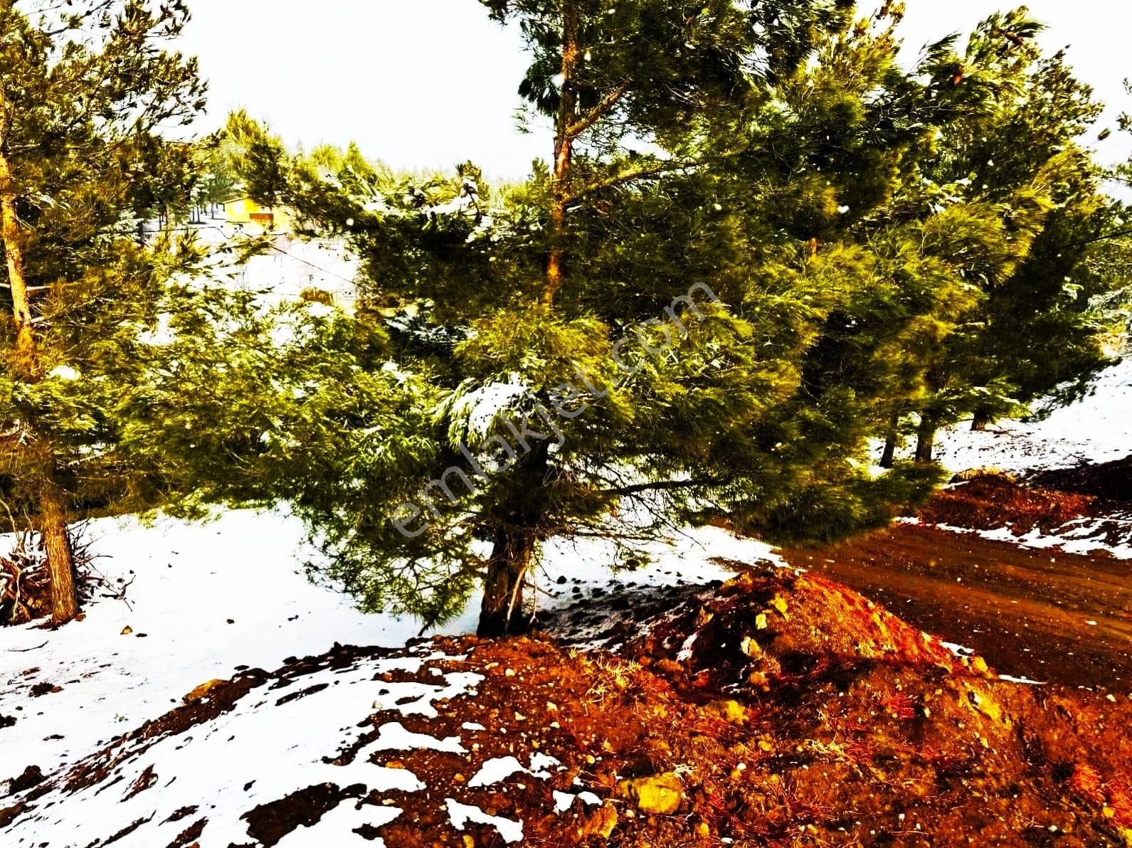 Kar Emlaktan Alpu Yaylasında 485 M2 Satılık Arsa - Görsel 3