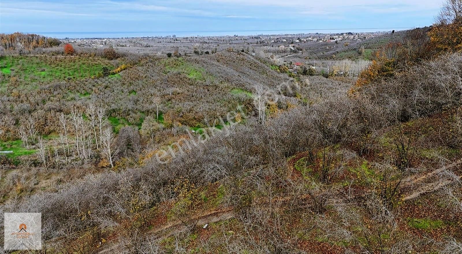Takasa Açık Yatırım Değeri Yüksek 15 Dönüm Fındık Bahçesi - Görsel 4