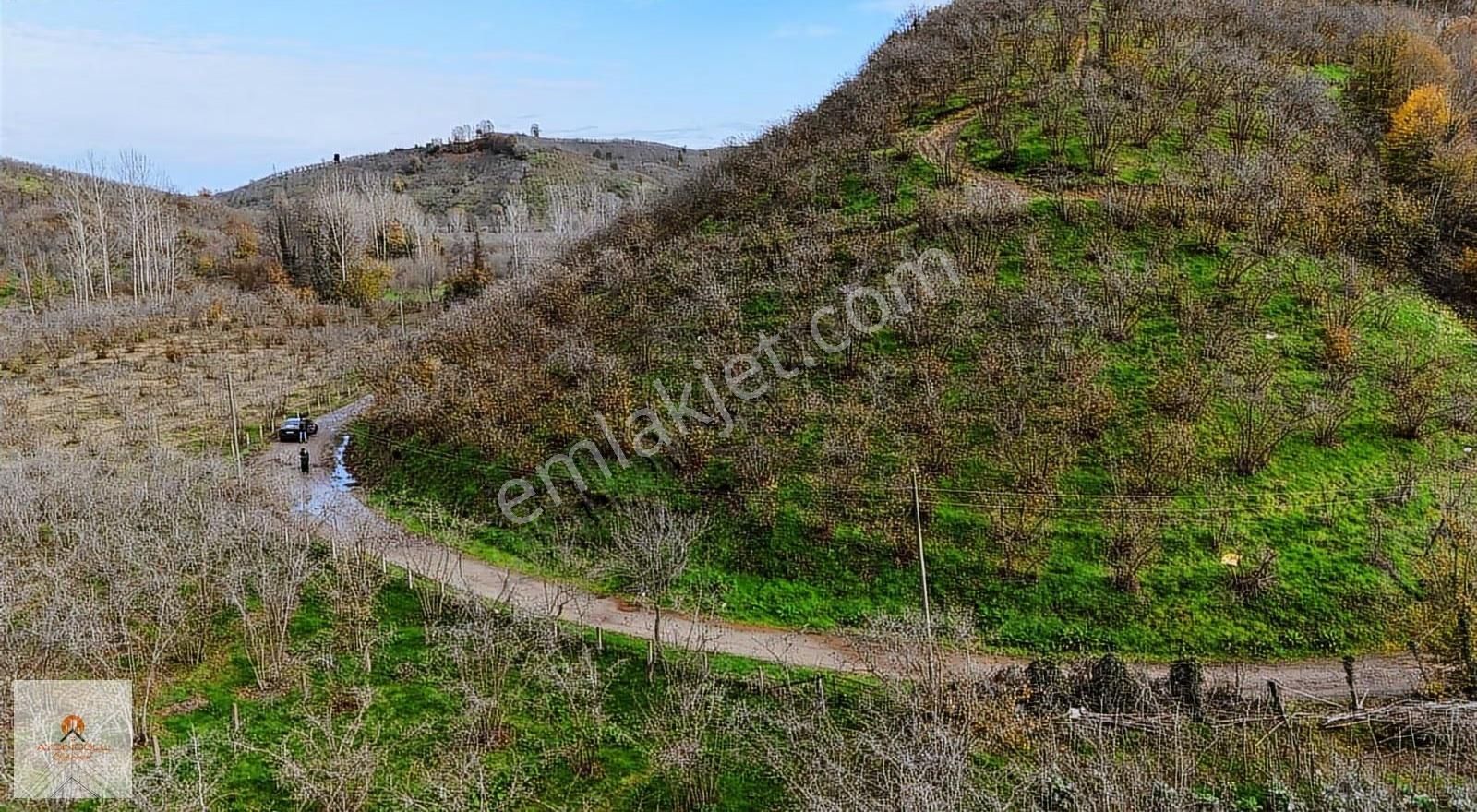 Takasa Açık Yatırım Değeri Yüksek 15 Dönüm Fındık Bahçesi - Görsel 17