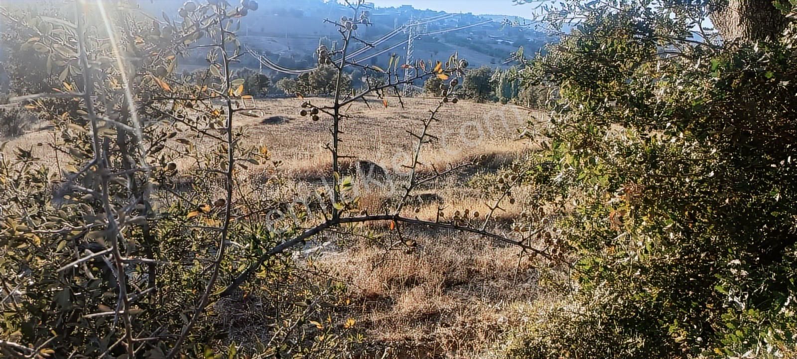 Uşak Eşme Oymalı Köyü'nde Satılık 55.700 M² Geniş Tarla - Görsel 2