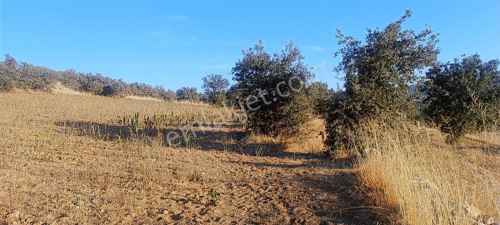 Uşak Eşme Oymalı Köyü'nde Satılık 55.700 M² Geniş Tarla - Görsel 11