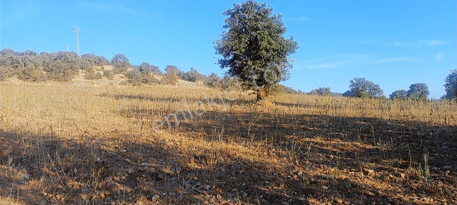 Uşak Eşme Oymalı Köyü'nde Satılık 55.700 M² Geniş Tarla - Görsel 12