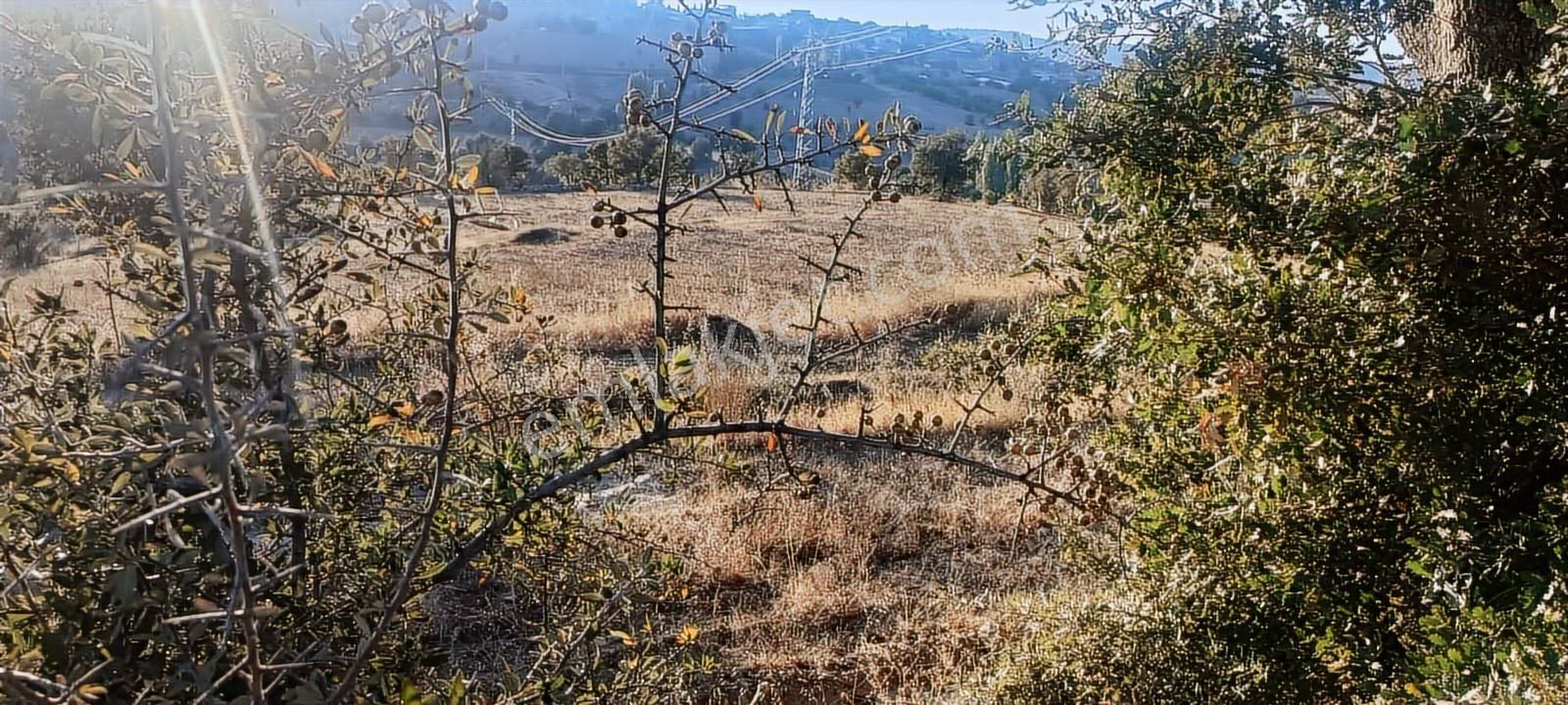 Uşak Eşme Oymalı Köyü'nde Satılık 55.700 M² Geniş Tarla - Görsel 8