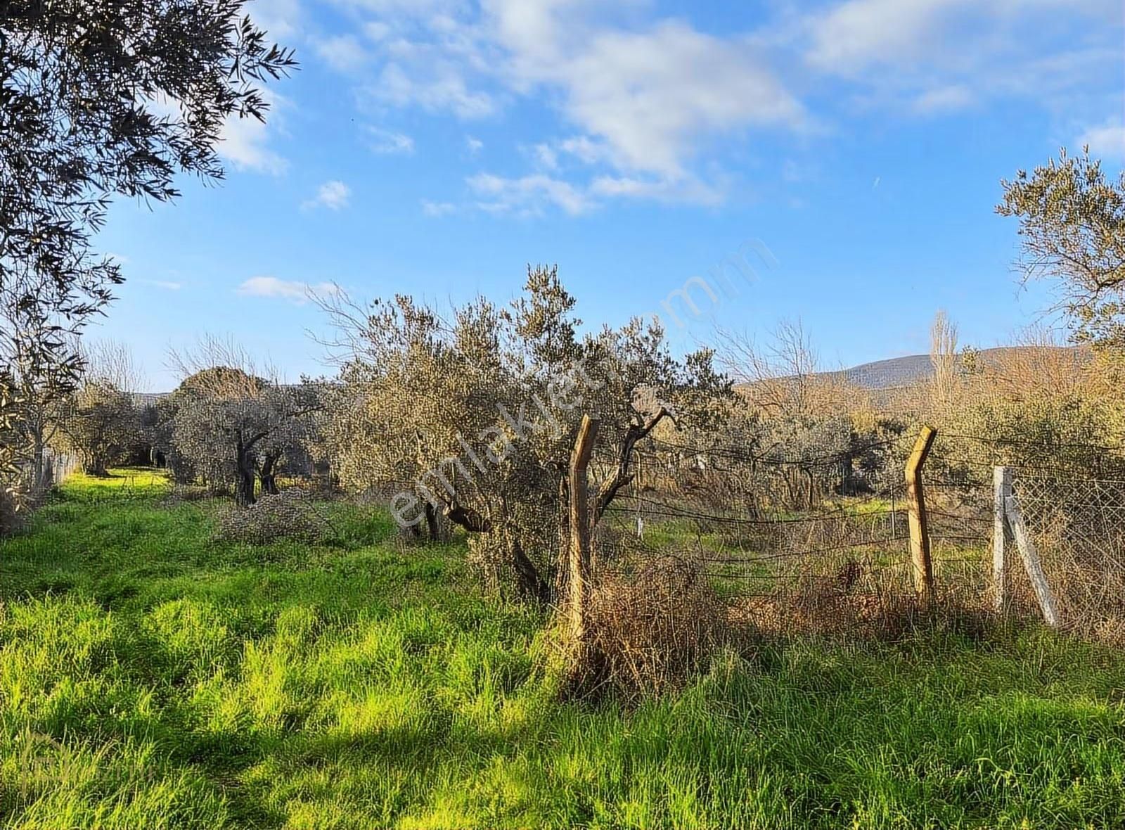 Pozitif'ten Denize 150 Metre Mesafede Satılık İmarlı Arsa