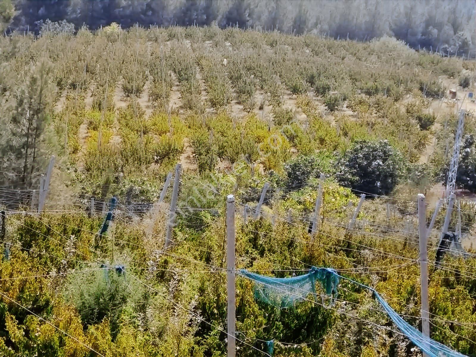 Fırsat Satılık Şeftali Bahçesi | Mersin Toroslar Evcili - Görsel 14