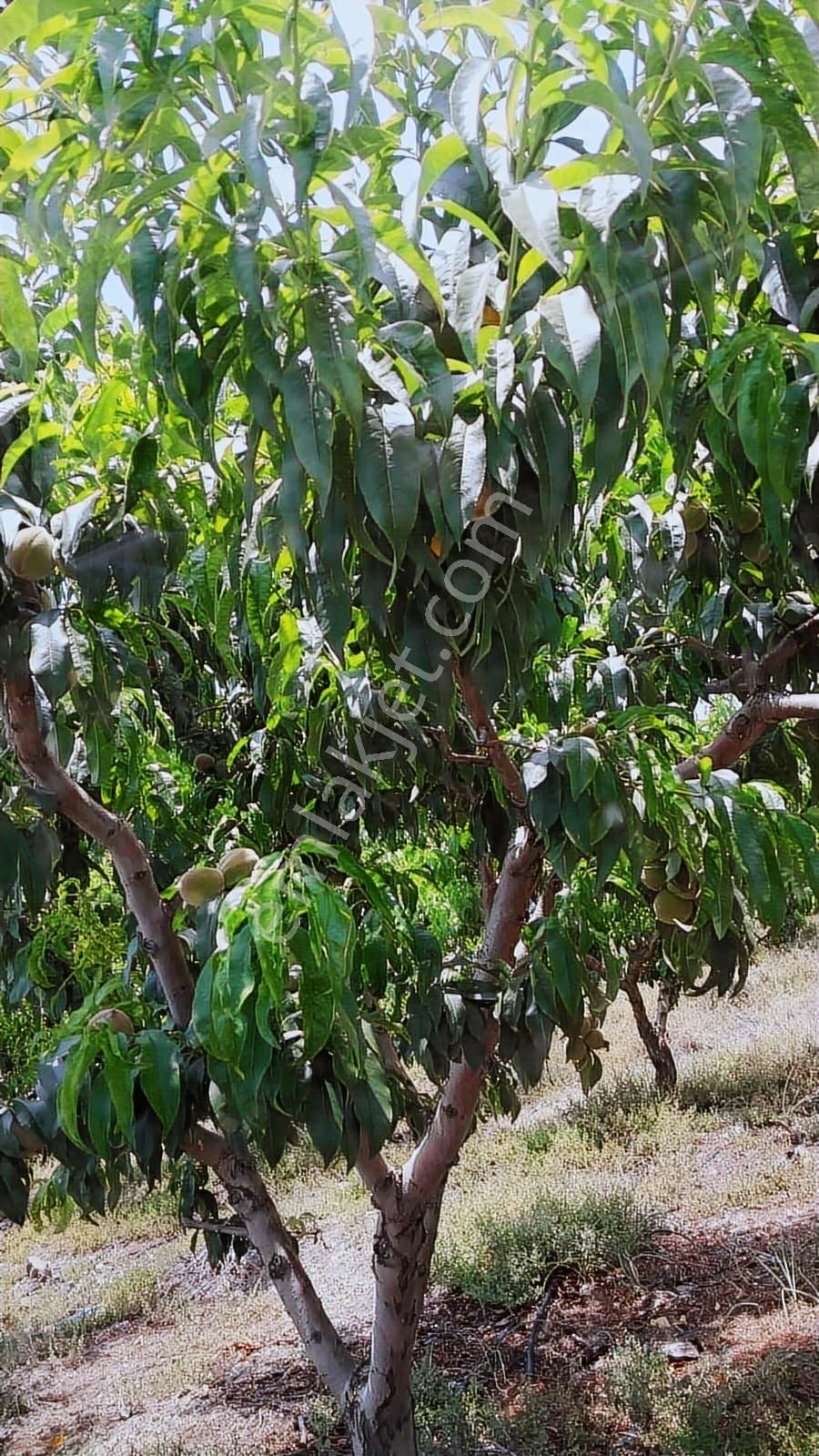 Fırsat Satılık Şeftali Bahçesi | Mersin Toroslar Evcili - Görsel 4
