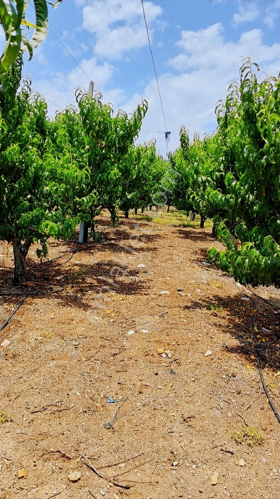 Fırsat Satılık Şeftali Bahçesi | Mersin Toroslar Evcili - Görsel 15