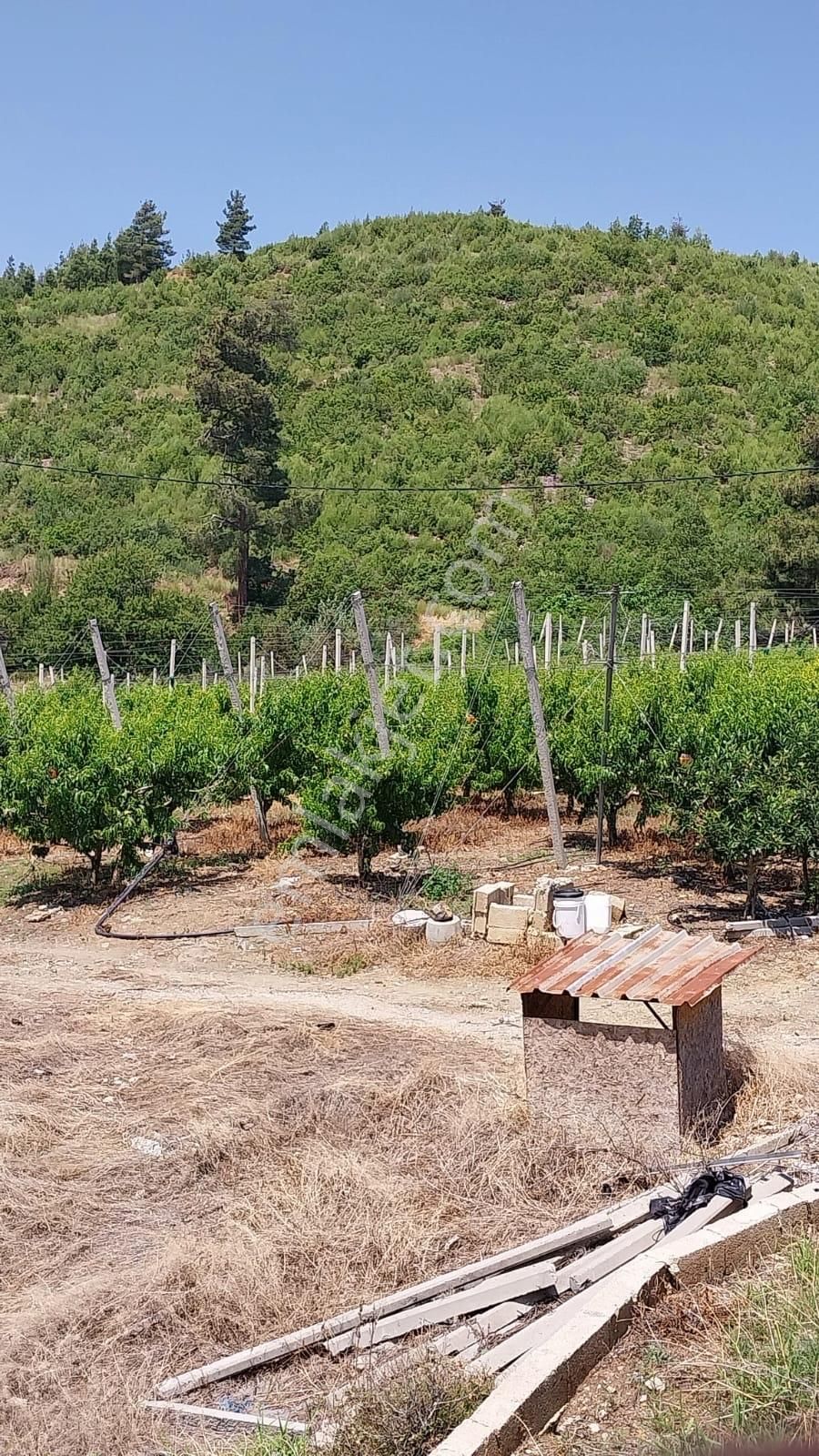 Fırsat Satılık Şeftali Bahçesi | Mersin Toroslar Evcili - Görsel 13