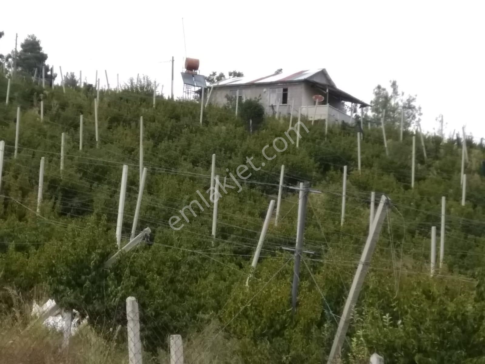 Fırsat Satılık Şeftali Bahçesi | Mersin Toroslar Evcili