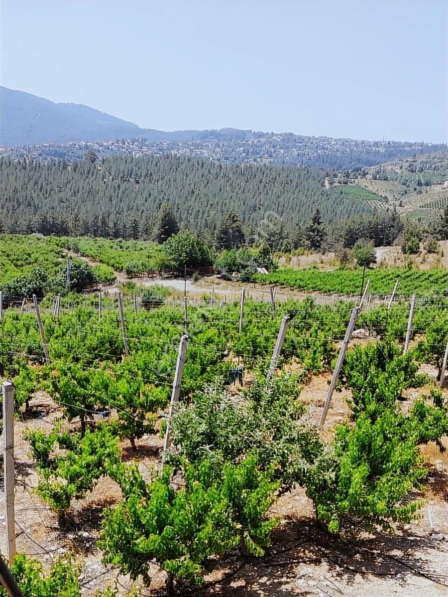 Fırsat Satılık Şeftali Bahçesi | Mersin Toroslar Evcili - Görsel 17