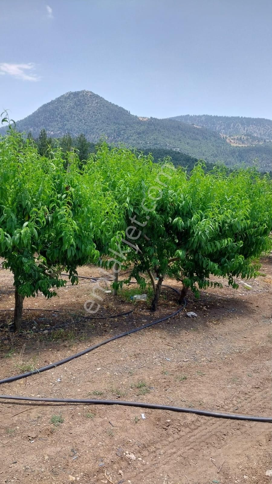 Fırsat Satılık Şeftali Bahçesi | Mersin Toroslar Evcili - Görsel 11