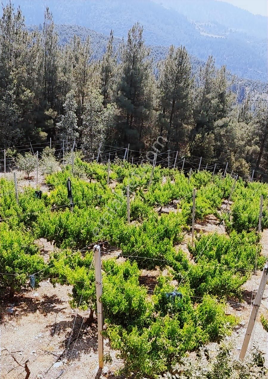 Fırsat Satılık Şeftali Bahçesi | Mersin Toroslar Evcili - Görsel 20